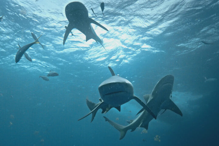 BHR-L-SHARK-01-960x640